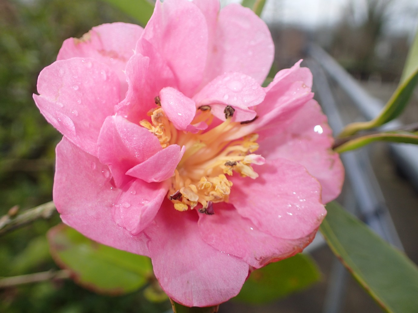 Camellia sasanqua 'Showa-no-sakae'