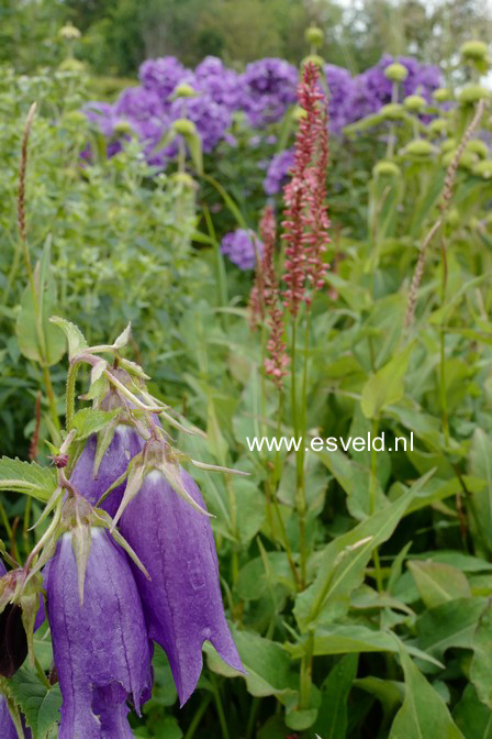 Campanula 'Sarastro'