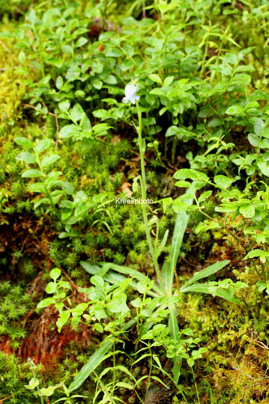 Campanula barbata