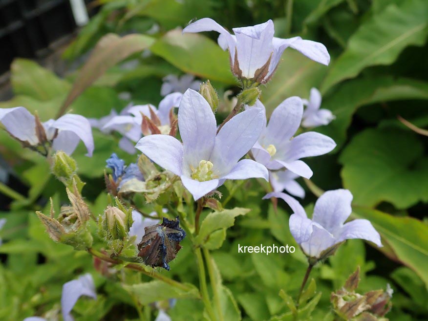 Campanula lactiflora 'Prichard's Variety'