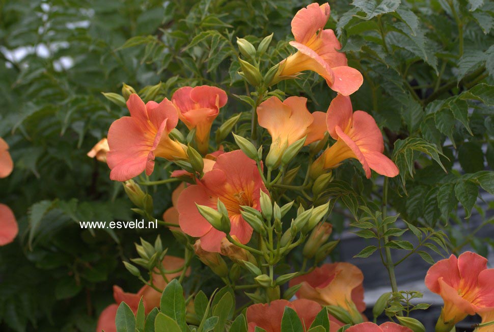 Campsis grandiflora 'Fransa'