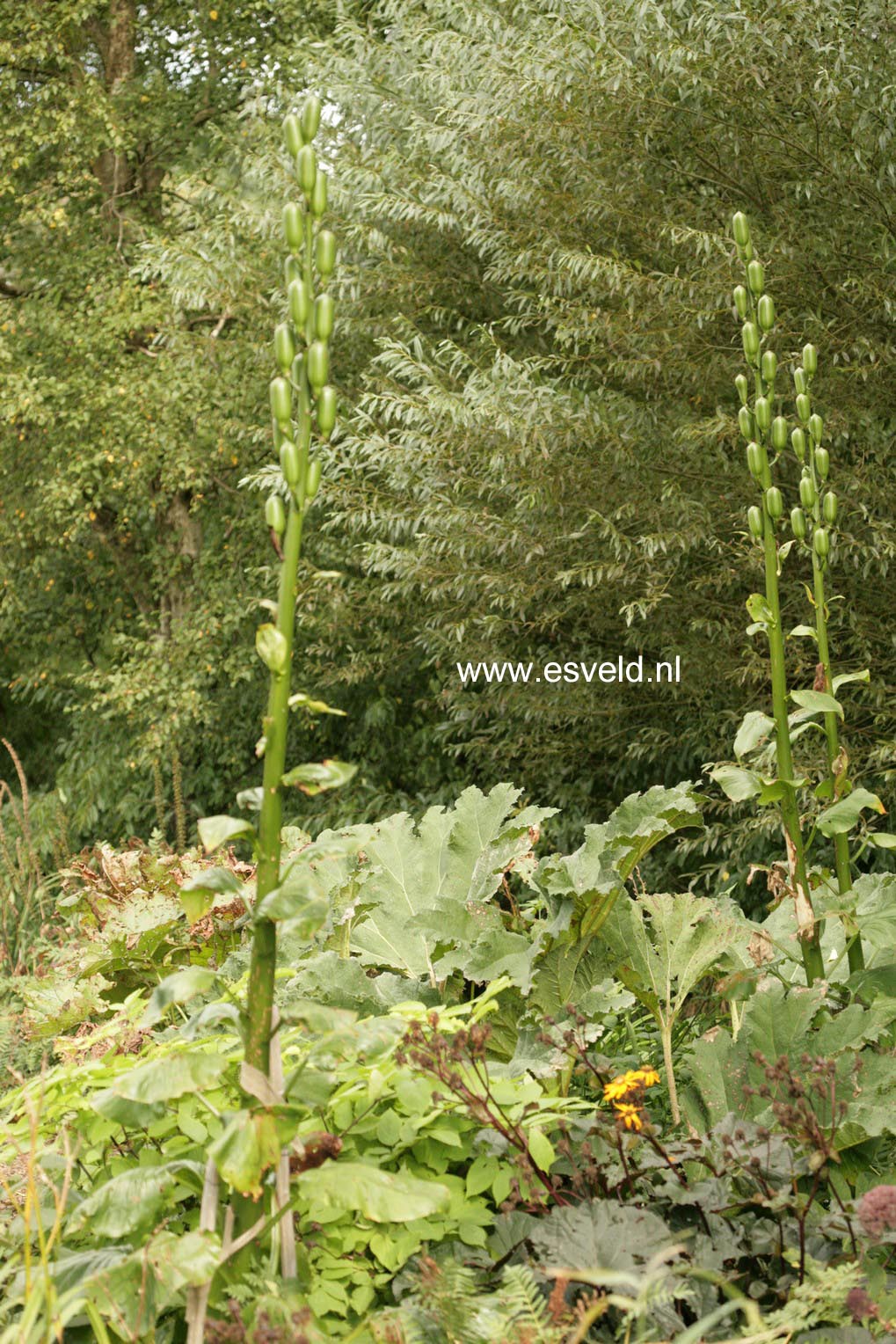 Cardiocrinum giganteum