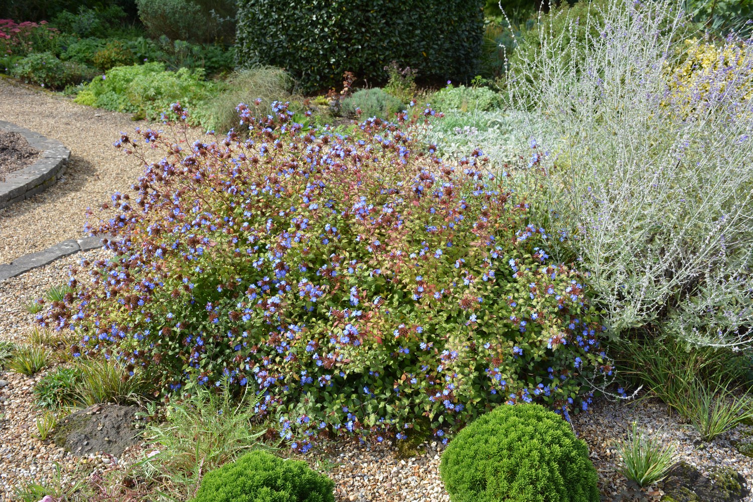 Ceratostigma plumbaginoides