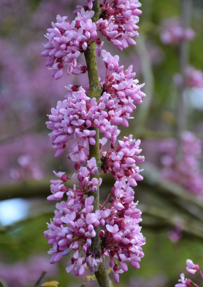 Cercis canadensis