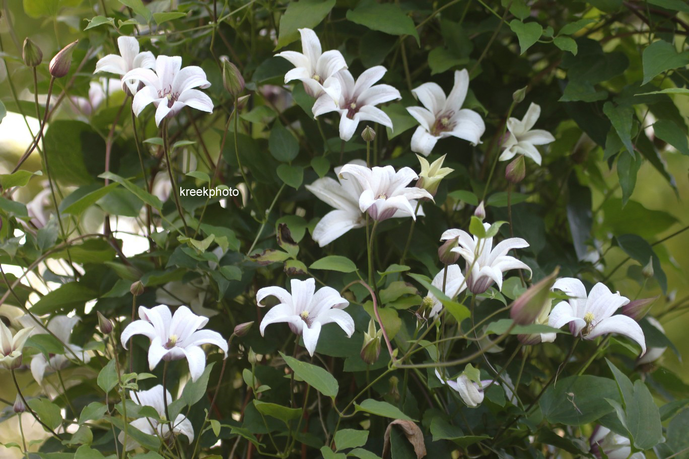 Clematis 'Zoprika' (PRINCESS KATE)