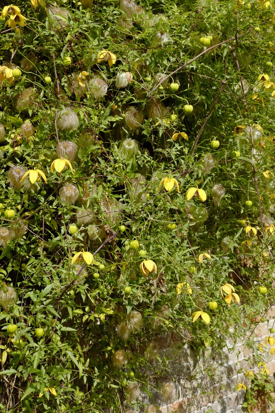 Clematis tibetana tangutica