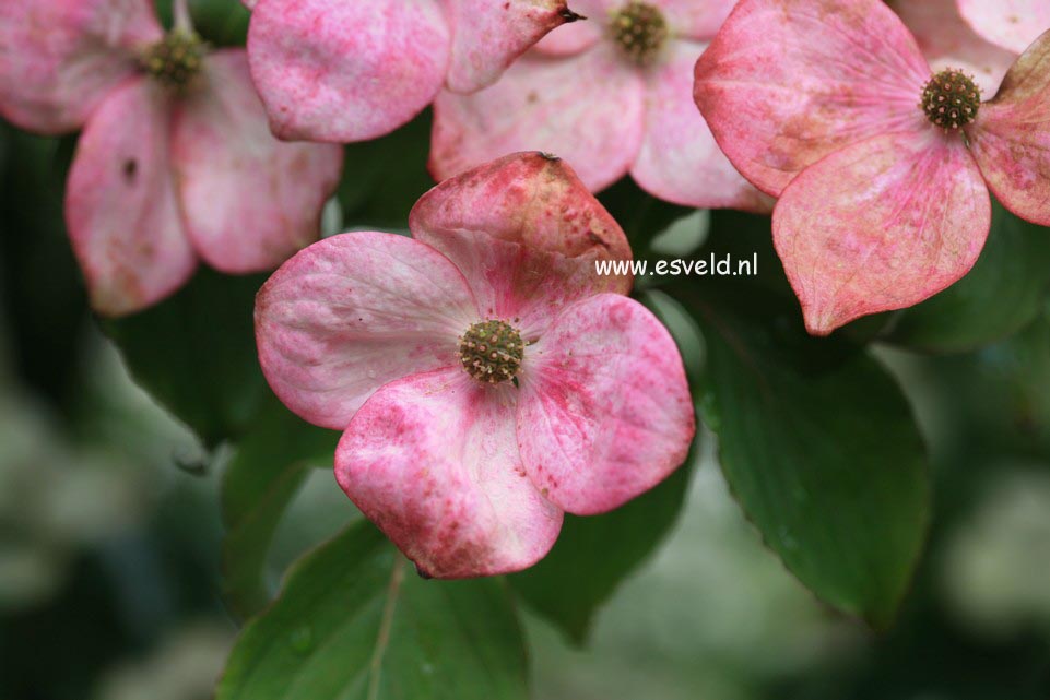 Cornus kousa 'Satomi'