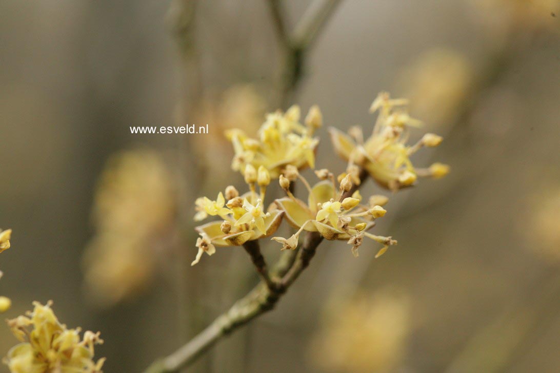 Cornus officinalis