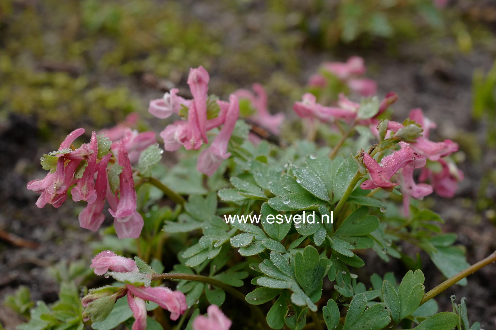 Corydalis solida