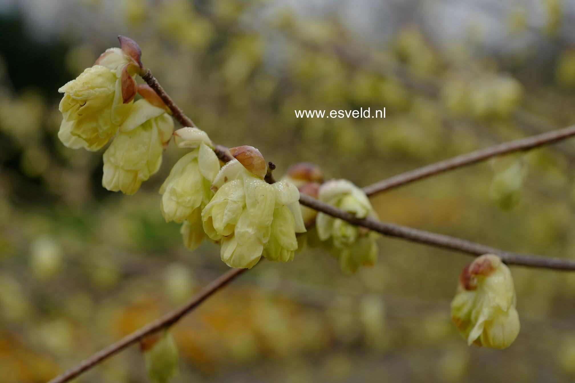 Corylopsis pauciflora