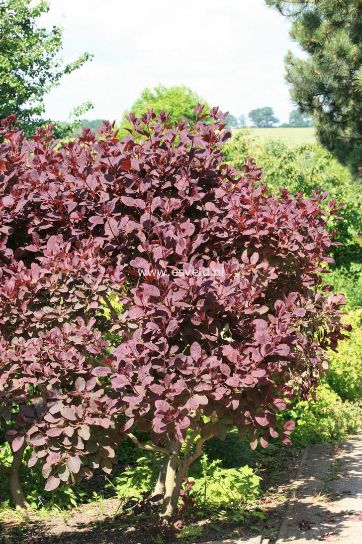 Cotinus 'Grace'