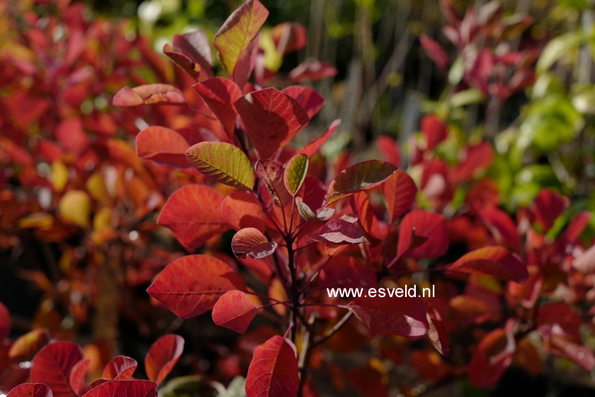 Cotinus coggygria 'Ancot' (GOLDEN SPIRIT)
