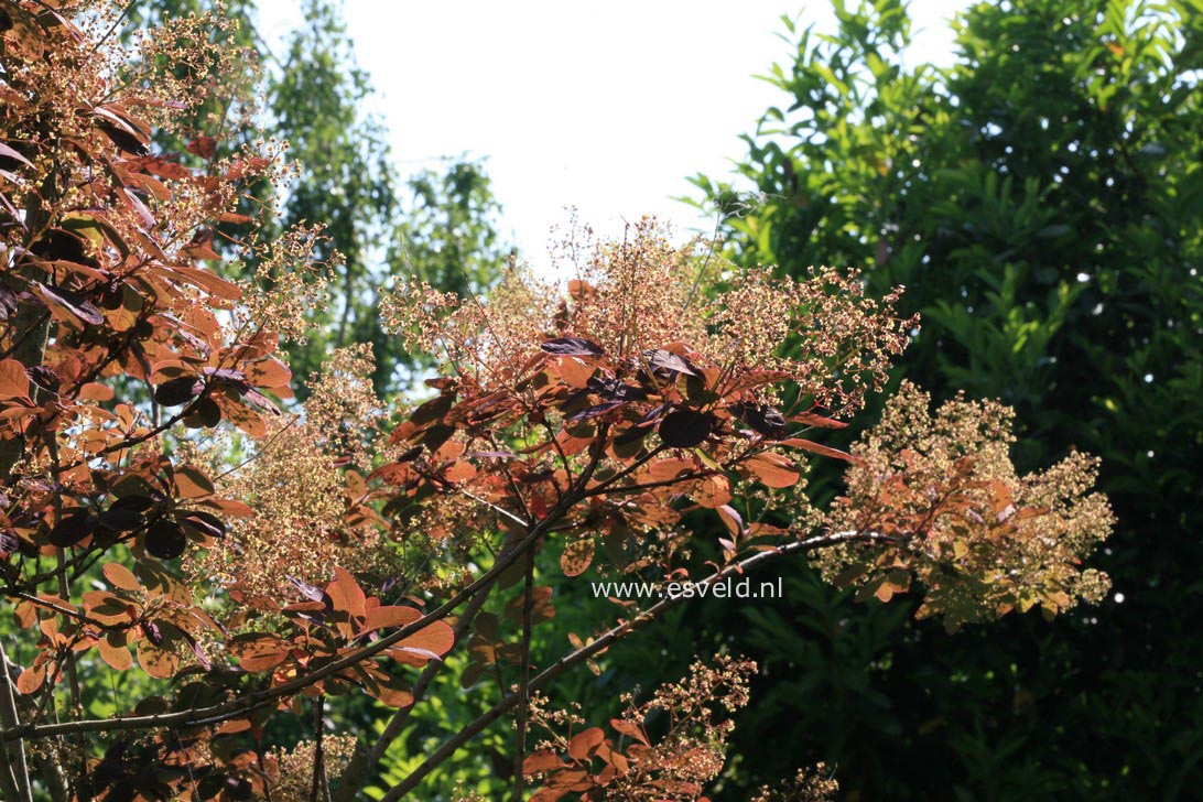 Cotinus coggygria 'Royal Purple'