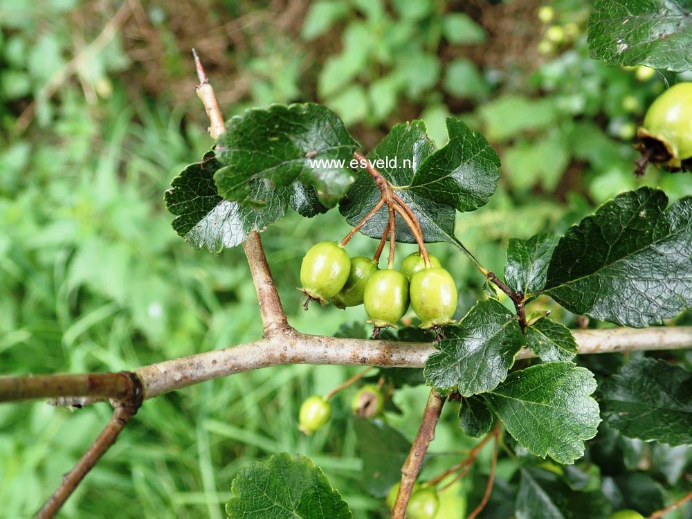 Crataegus monogyna