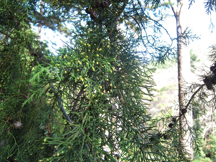 Cupressus macrocarpa