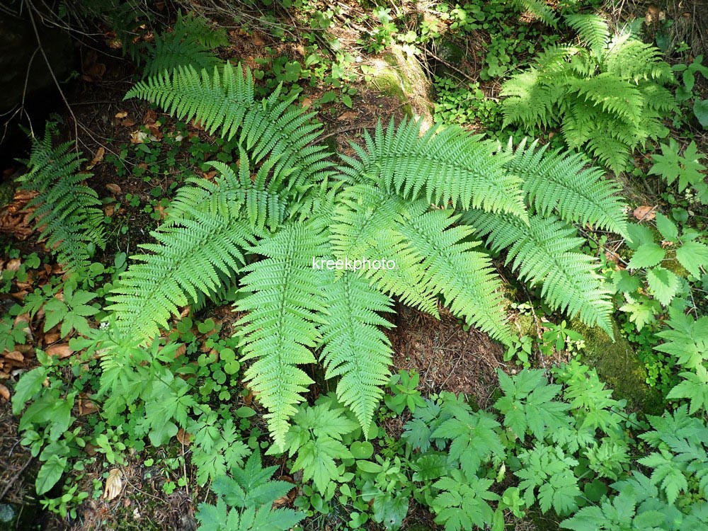 Dryopteris affinis