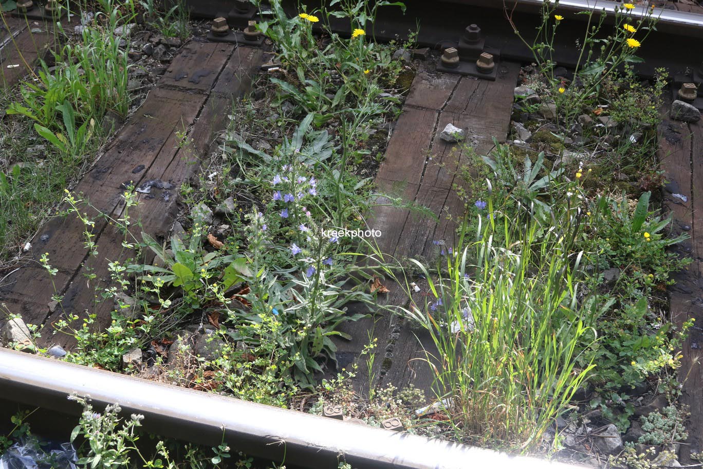 Echium vulgare