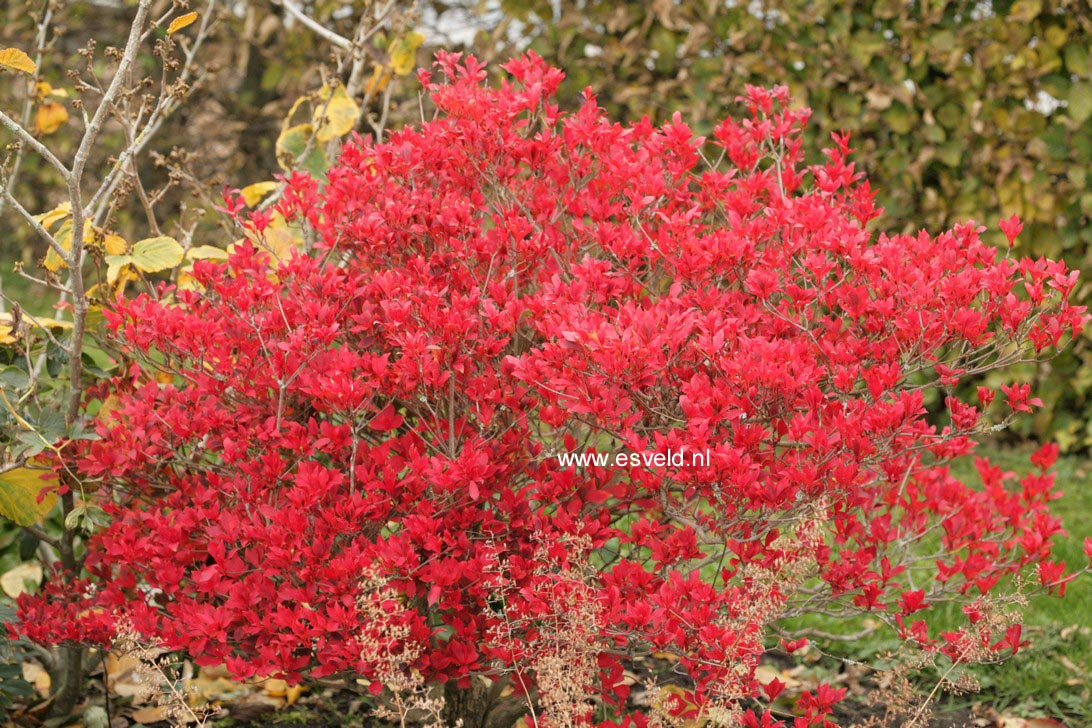 Enkianthus cernuus rubens