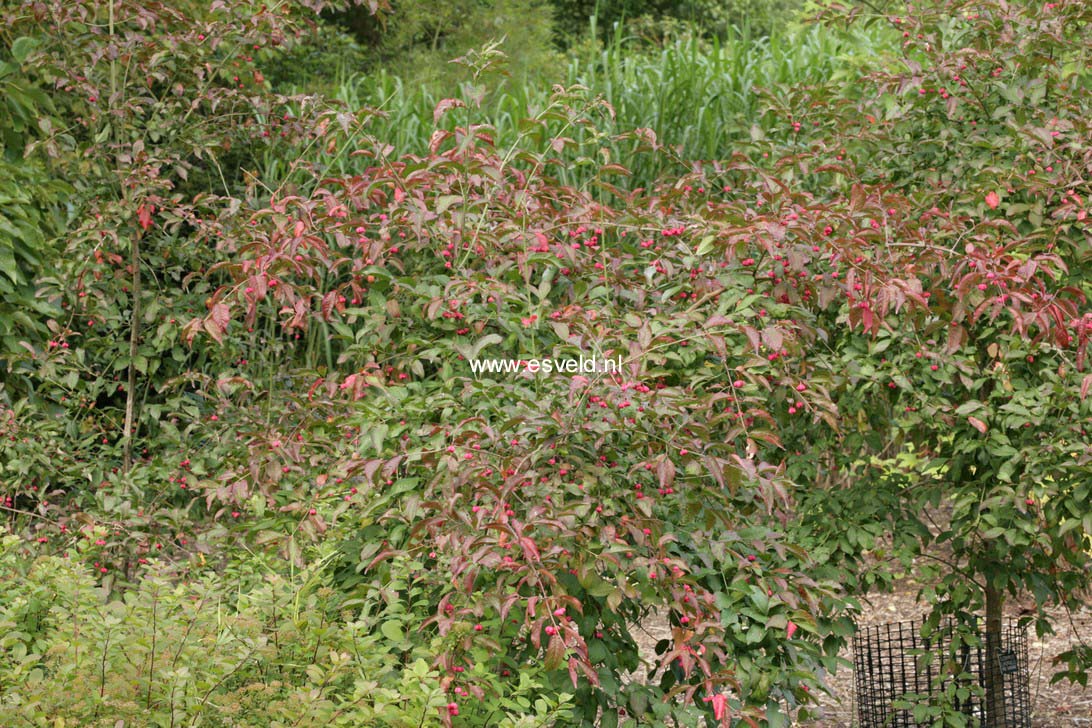 Euonymus europaeus 'Red Cascade'