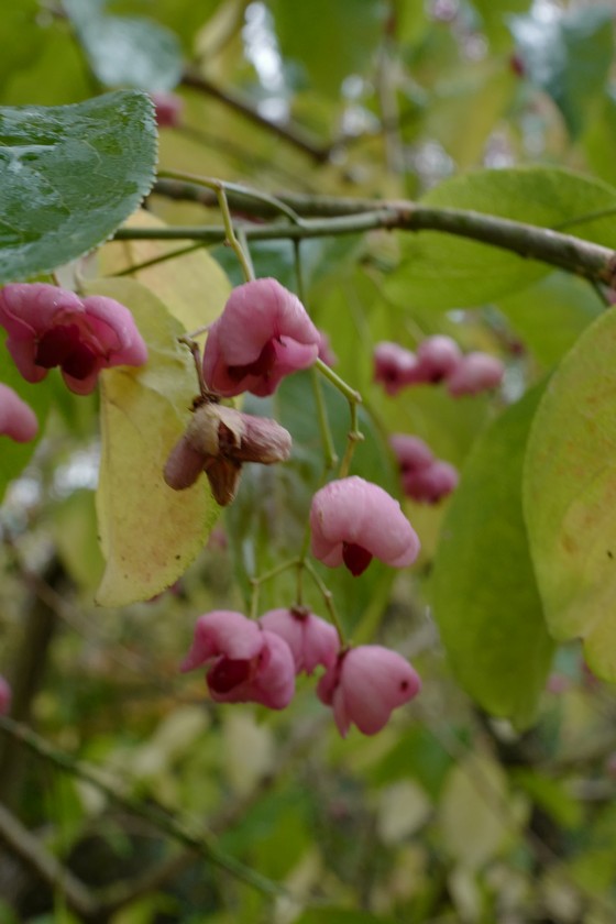 Euonymus hamiltonianus