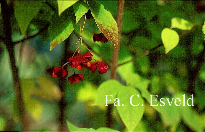Euonymus planipes