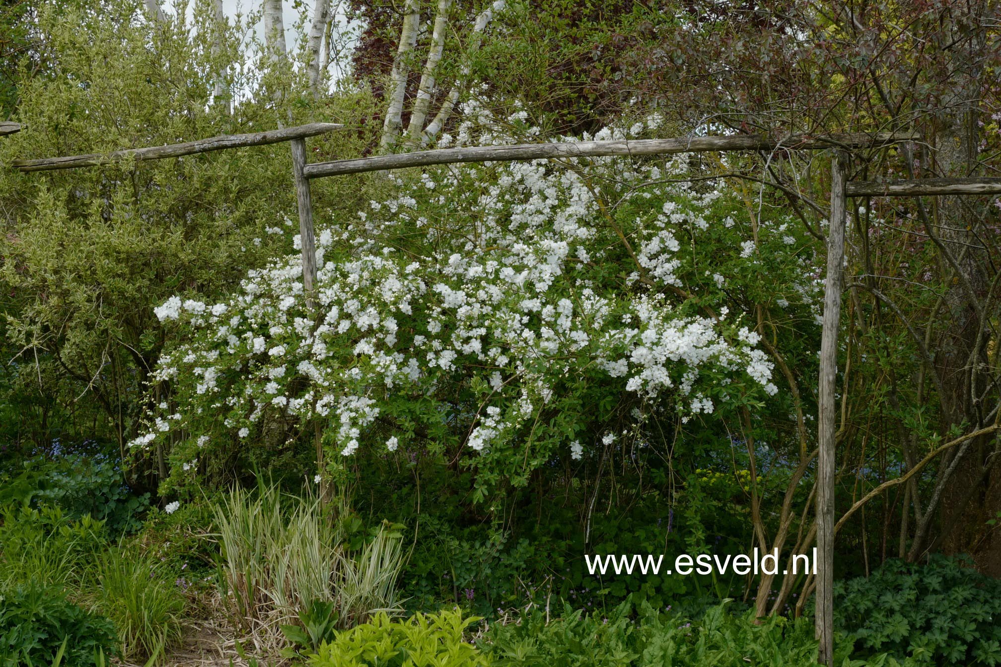 Exochorda 'The Bride'