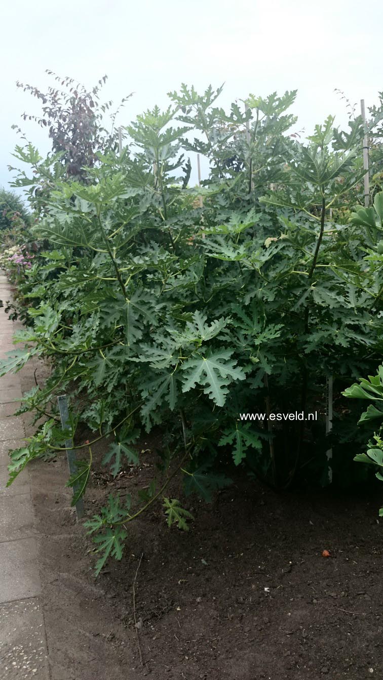 Ficus carica 'Icecrystal'