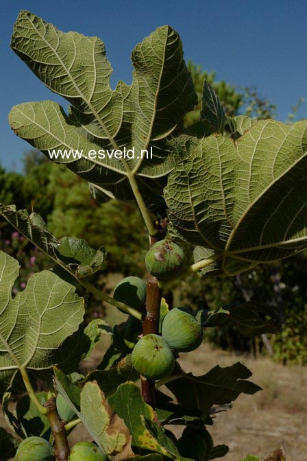 Ficus carica