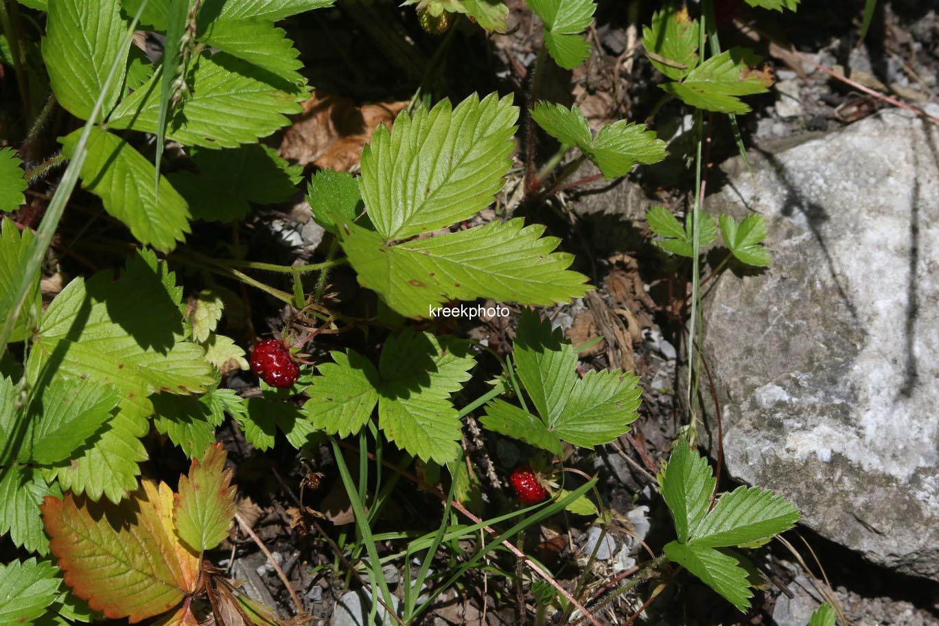 Fragaria vesca