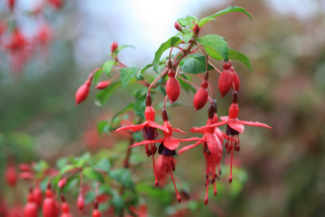 Fuchsia 'Riccartonii'