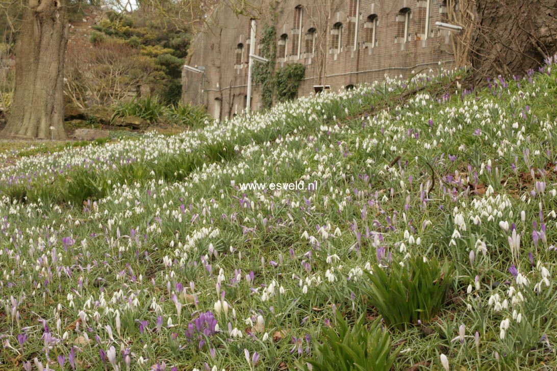 Galanthus nivalis