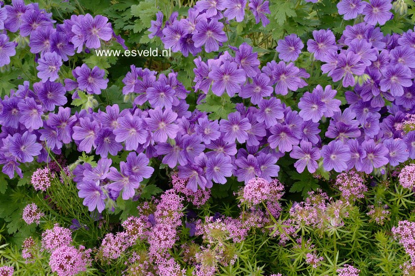 Geranium magnificum