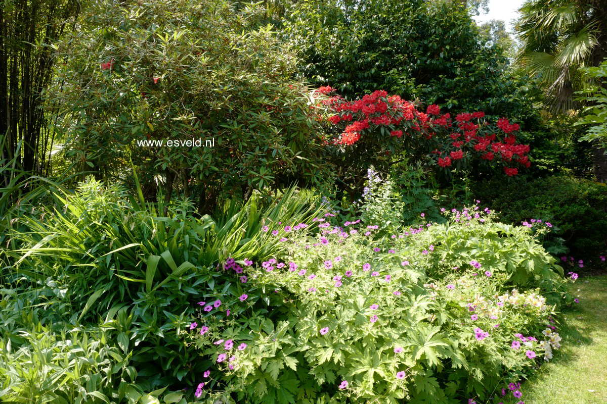 Geranium psilostemon