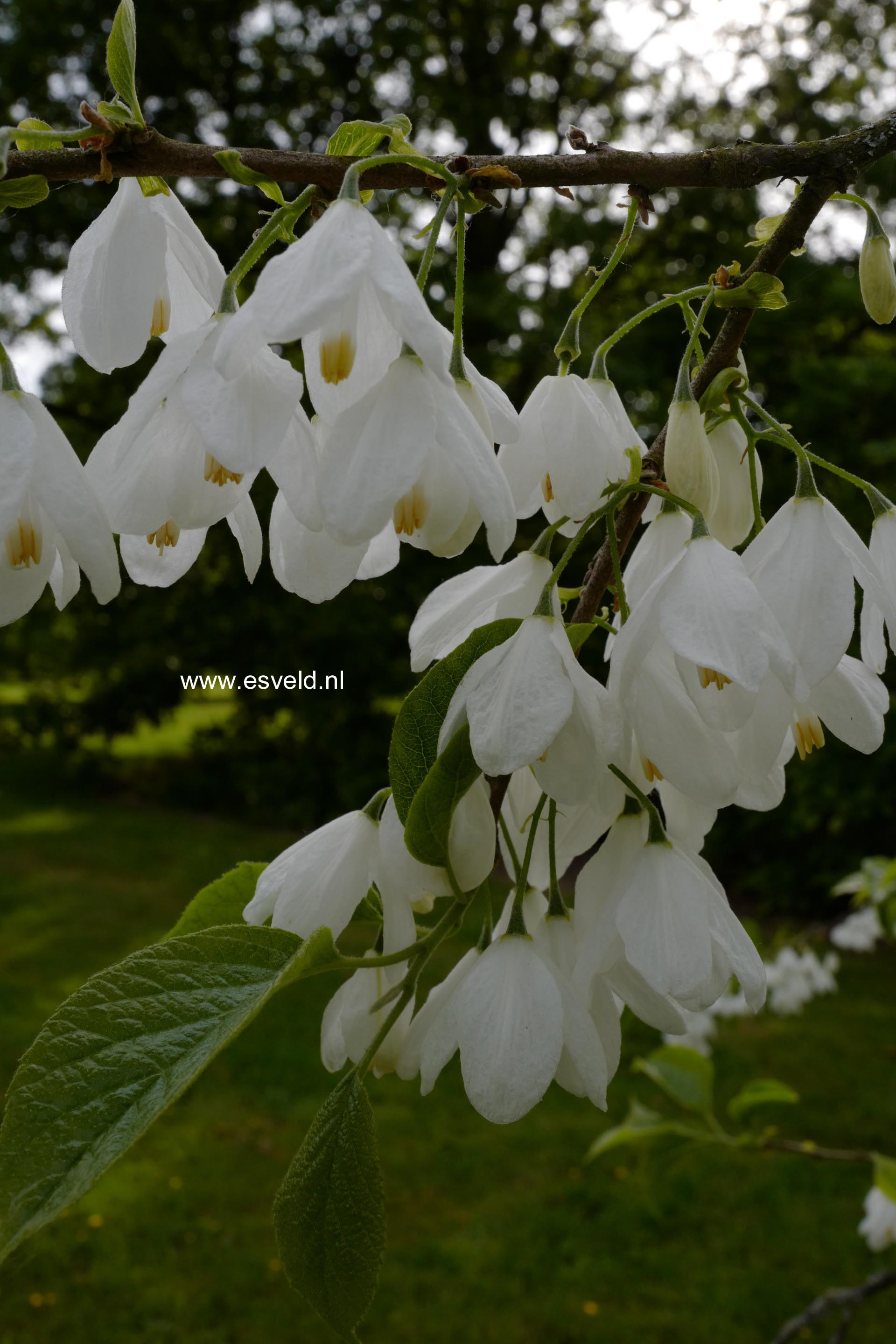 Halesia diptera magniflora