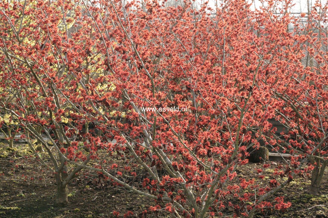 Hamamelis intermedia 'Arnhem'