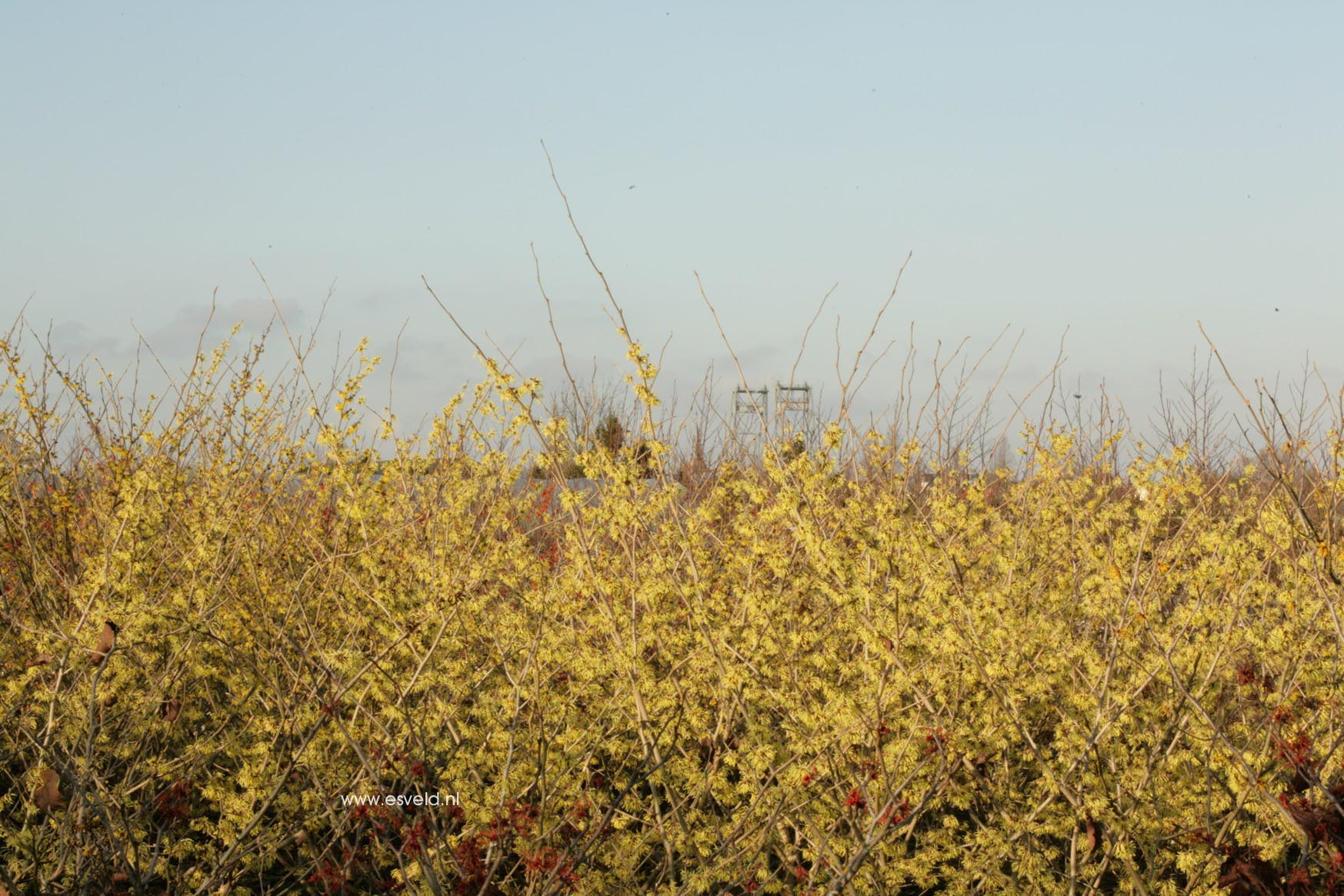 Hamamelis intermedia