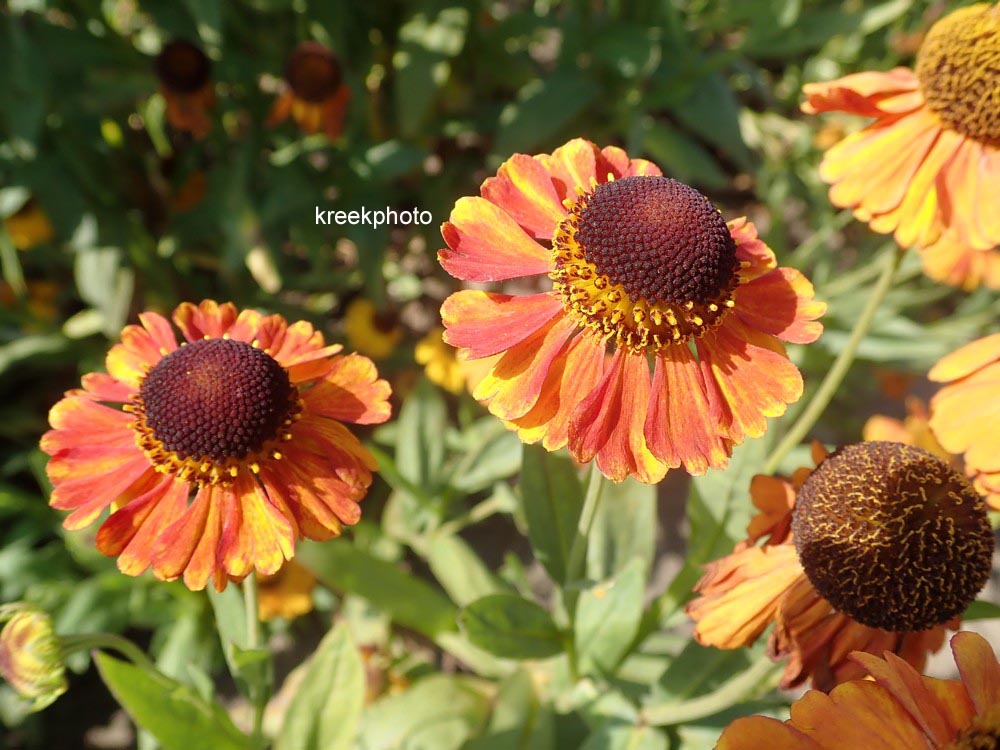 Helenium 'Sahin's Early Flowerer'