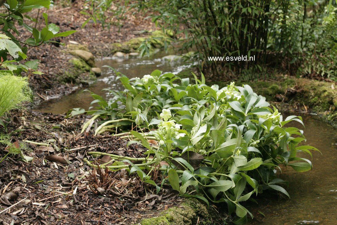 Helleborus argutifolius