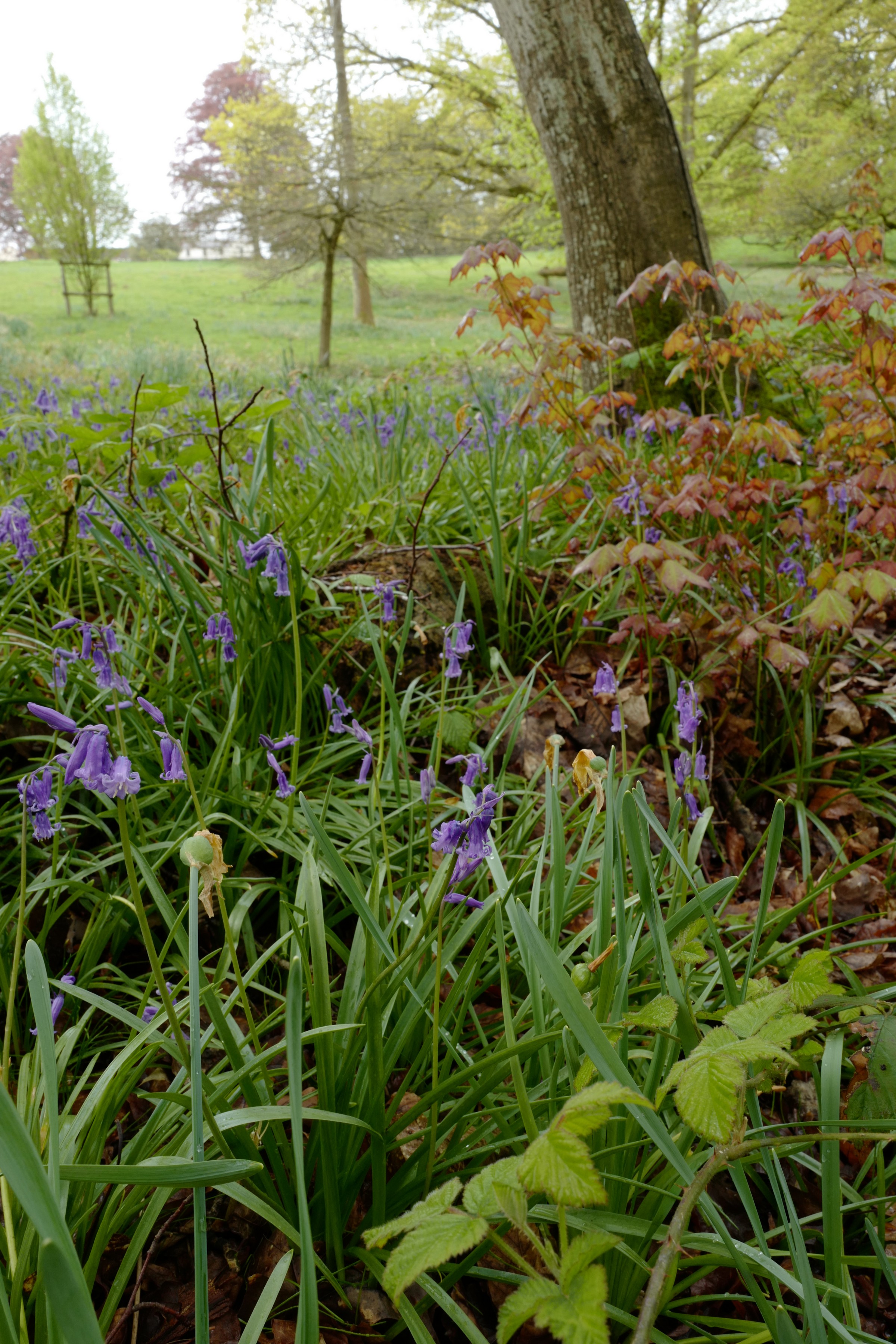 Hyacinthoides non-scripta