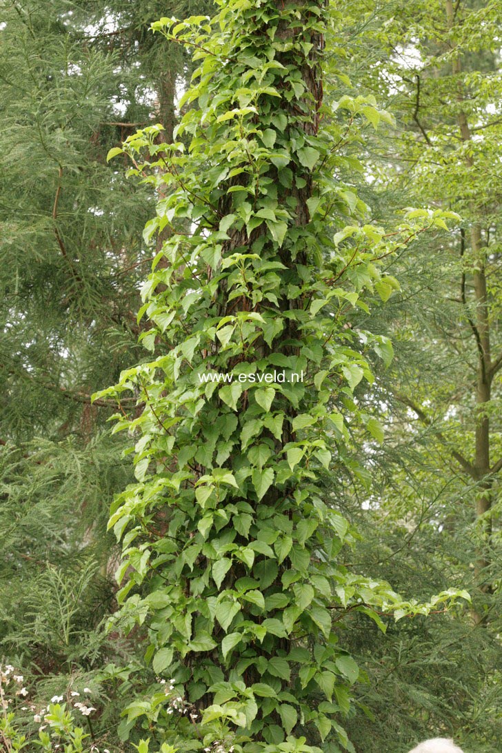 Hydrangea anomala quelpartii