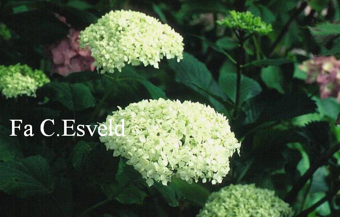 Hydrangea arborescens 'Sterilis'