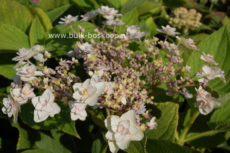 Hydrangea involucrata 'Tokado-yama'