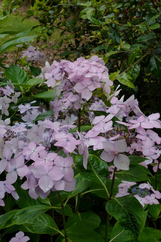 Hydrangea macrophylla 'Dr. Jean Varnier'