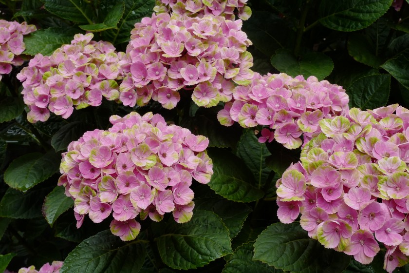 Hydrangea macrophylla 'Hokomac' (MAGICAL CORAL)