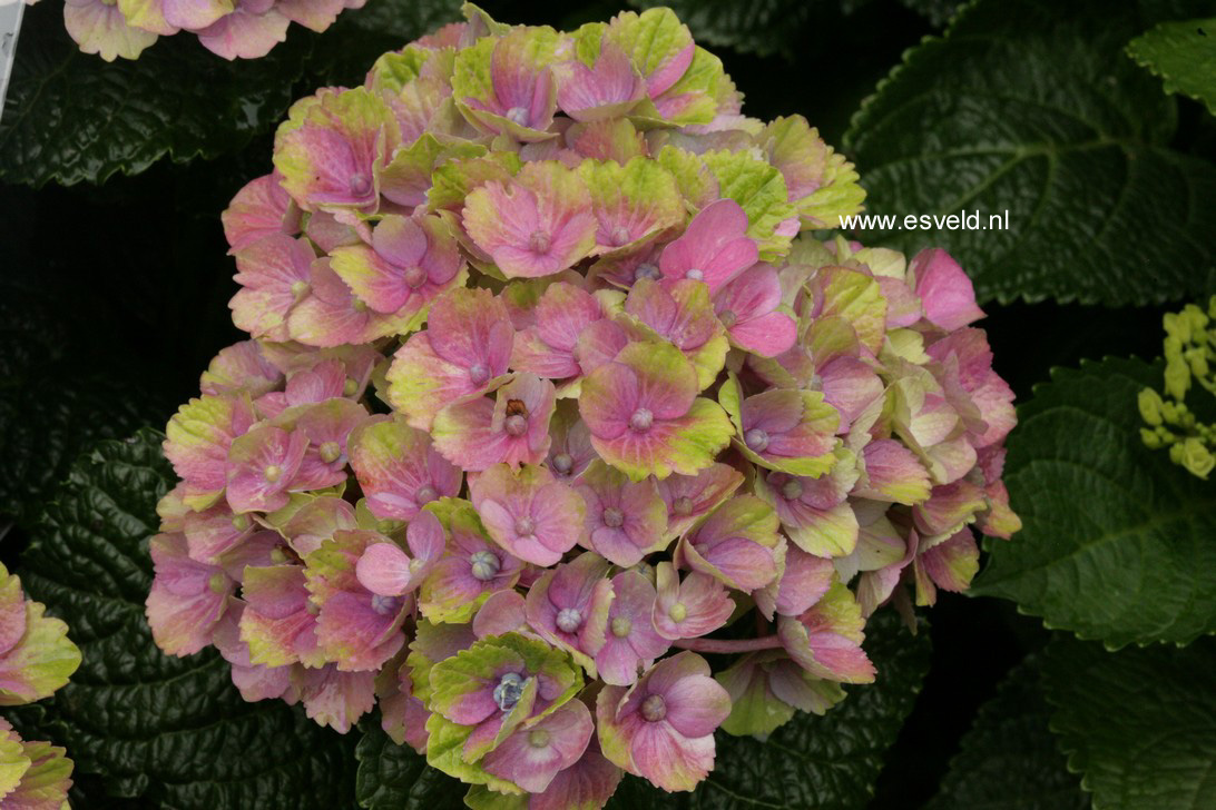 Hydrangea macrophylla 'Hokomathyst' (MAGICAL AMETHYST)