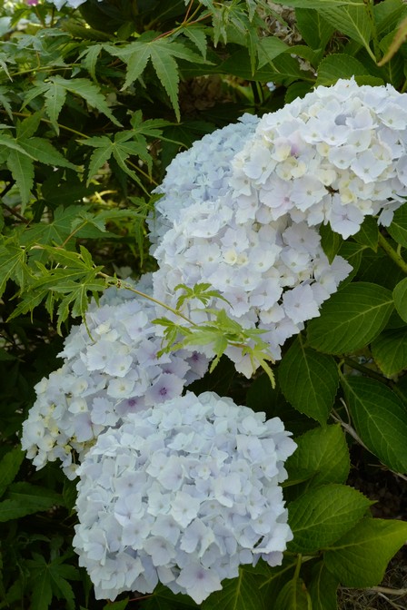 Hydrangea macrophylla 'Homigo' (HOVARIA)