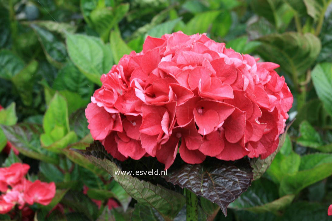 Hydrangea macrophylla 'Merveille Sanguine'