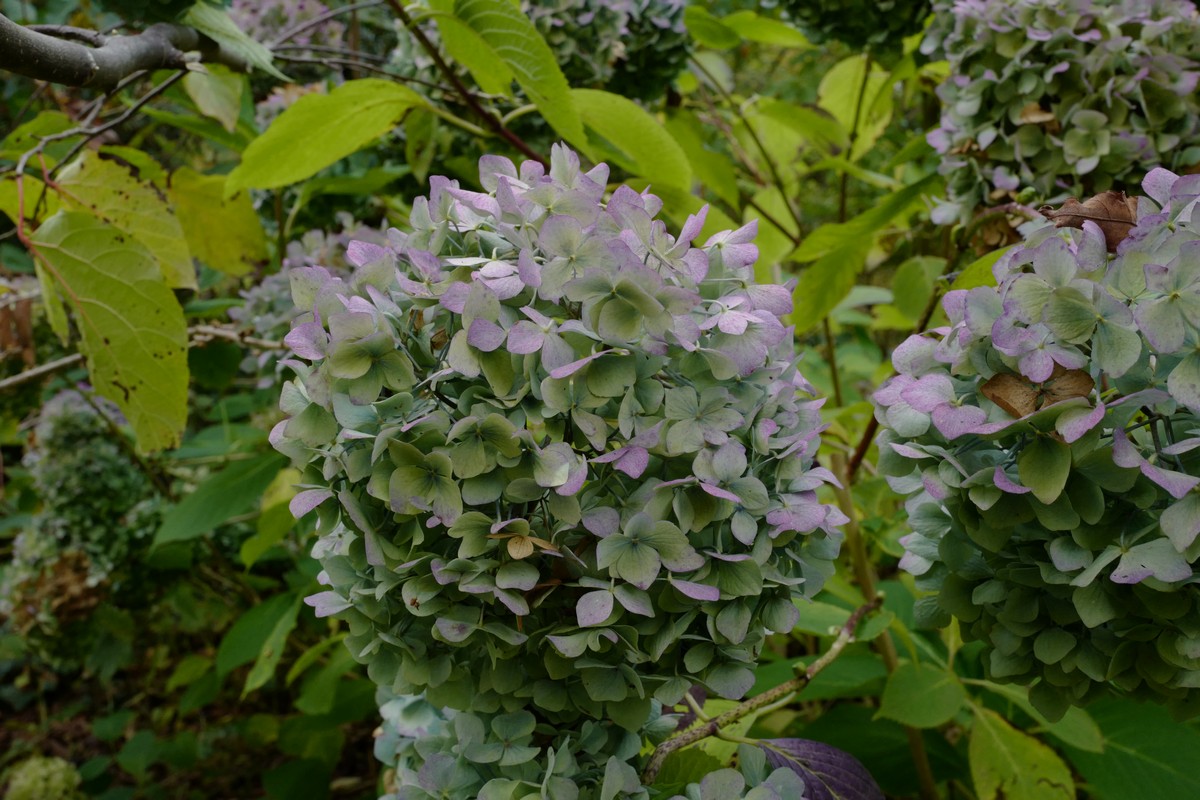 Hydrangea macrophylla 'Nikko Blue'