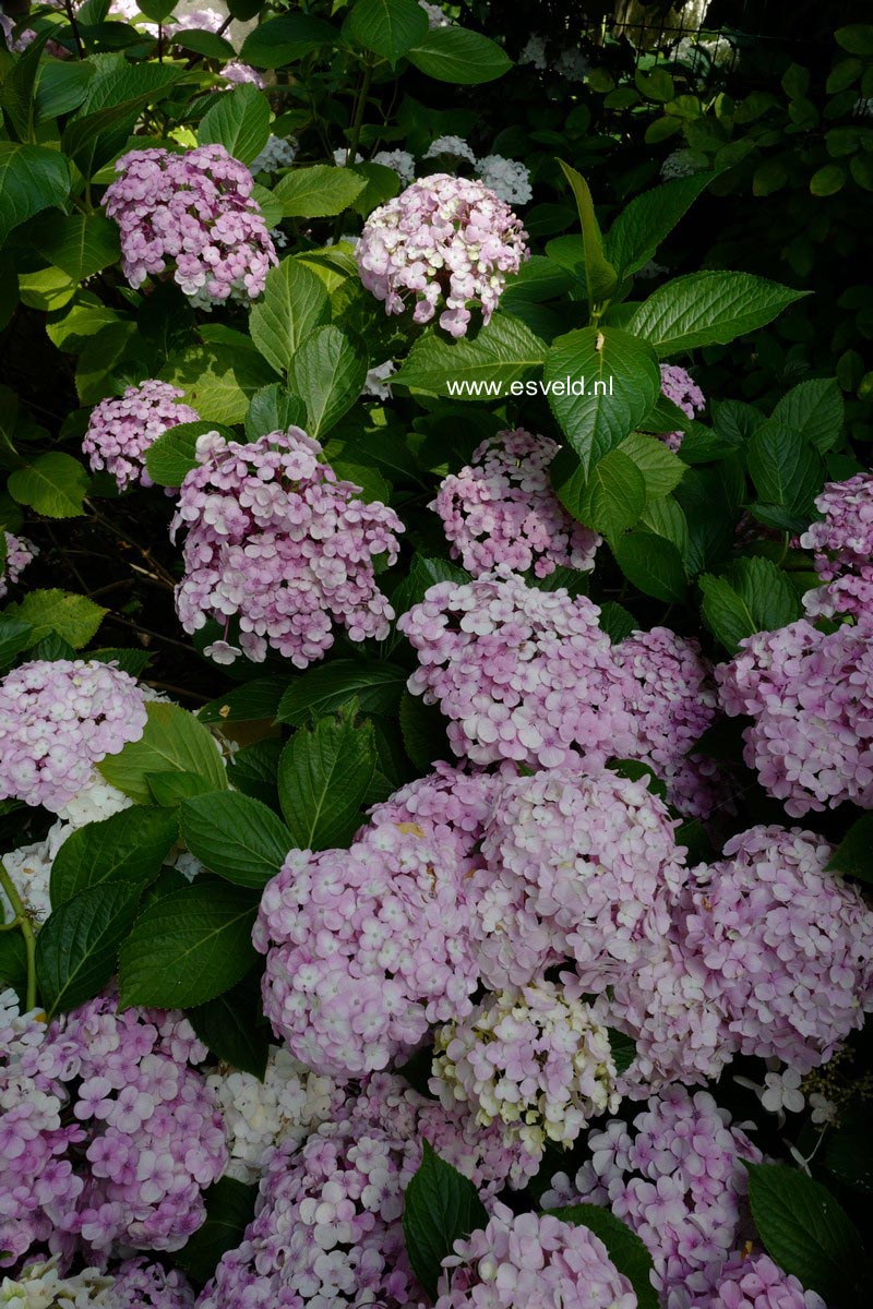 Hydrangea macrophylla 'Trebah Silver'