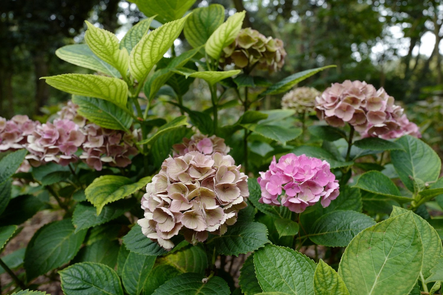 Hydrangea macrophylla 'Xian' (MAGICAL OPAL)